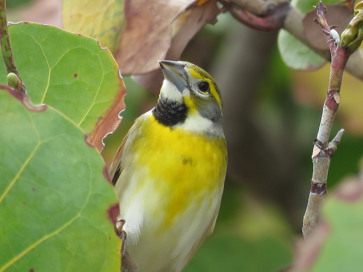 Dickcissel - Becky Laboy