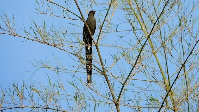 Green-billed Malkoha - ML563459861