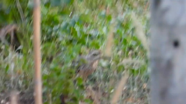 Indian Thick-knee - ML563459891