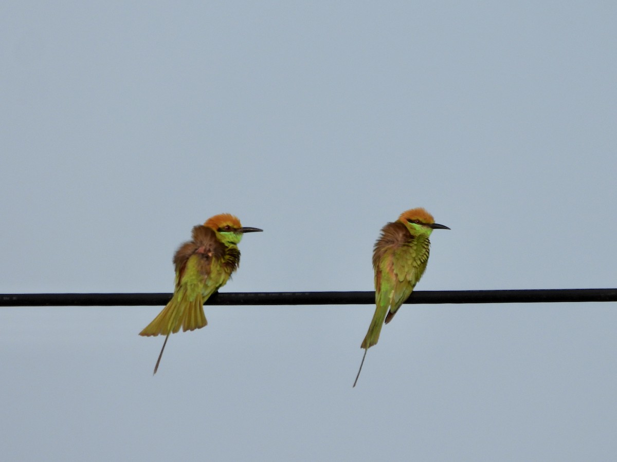 Asian Green Bee-eater - ML563459931