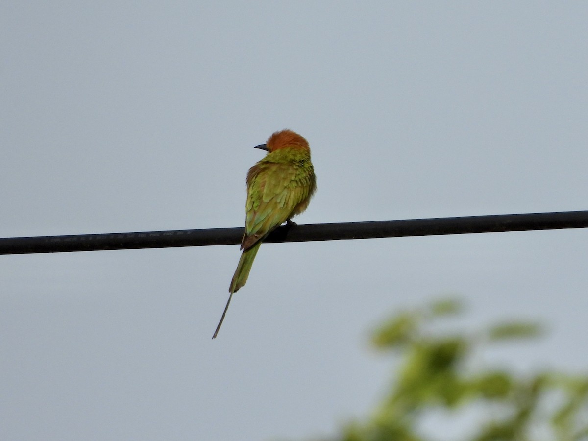 Asian Green Bee-eater - ML563459941