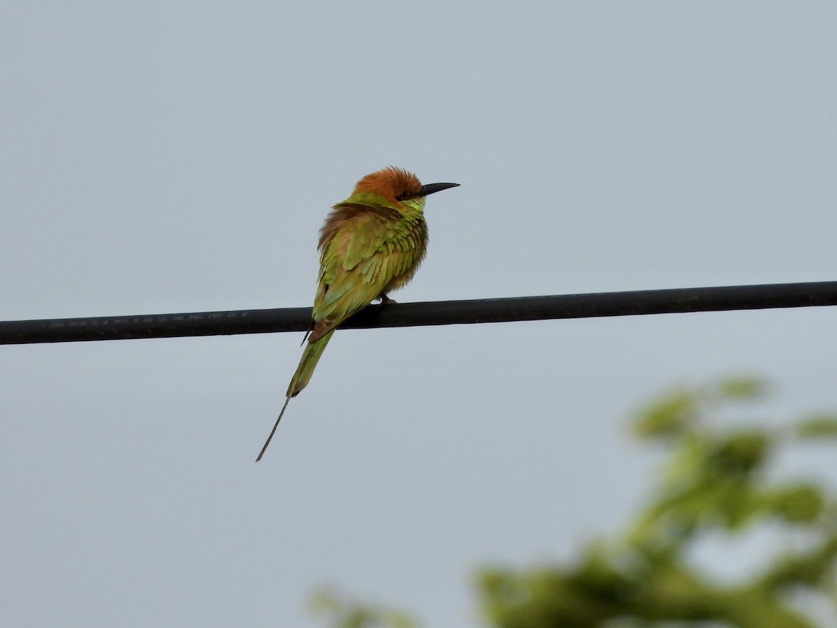 Asian Green Bee-eater - ML563459951