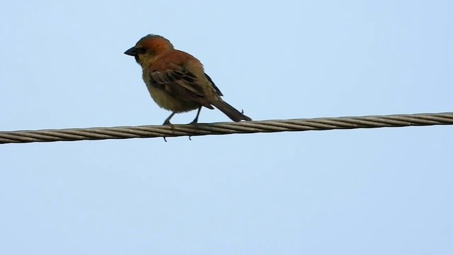 Plain-backed Sparrow - ML563460201