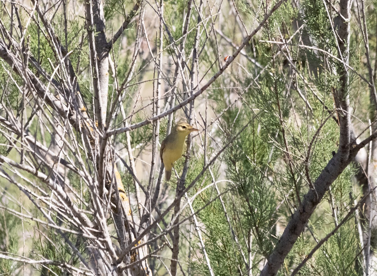 Melodious Warbler - Abel Moreno Guerra