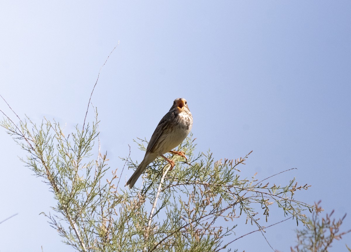 Corn Bunting - Abel Moreno Guerra