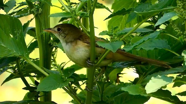 Thick-billed Warbler - ML563460711