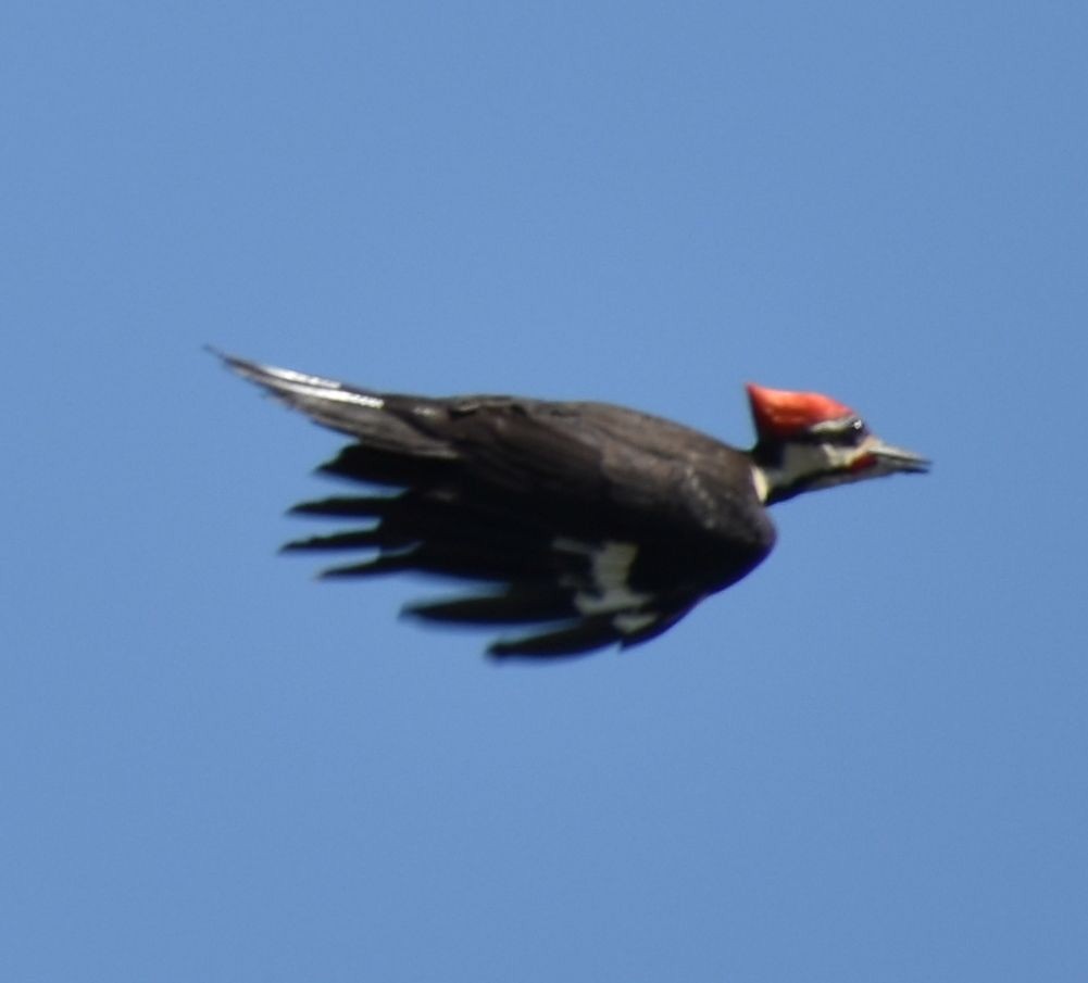 Pileated Woodpecker - ML563461191