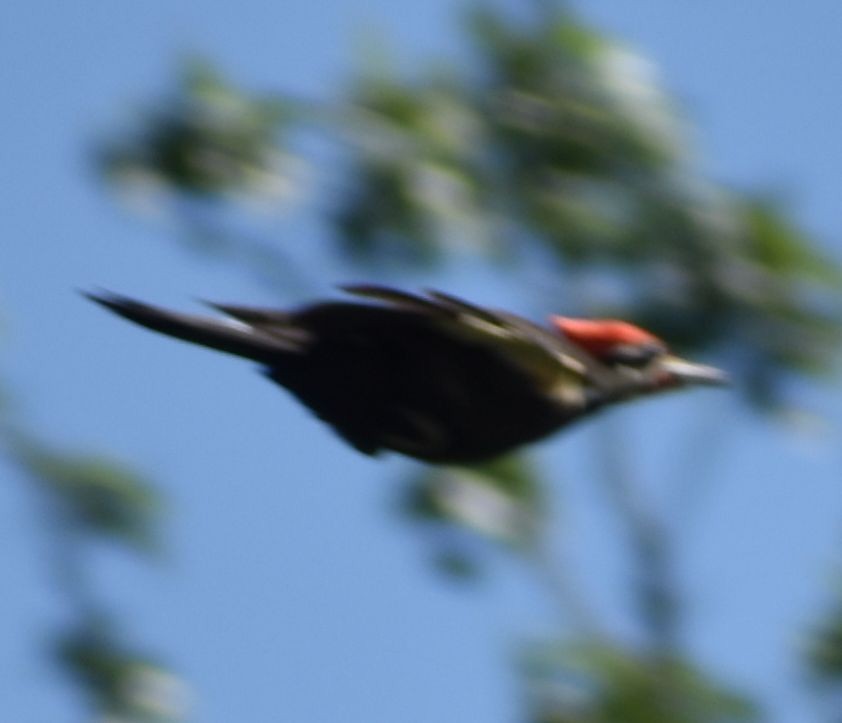 Pileated Woodpecker - ML563461201