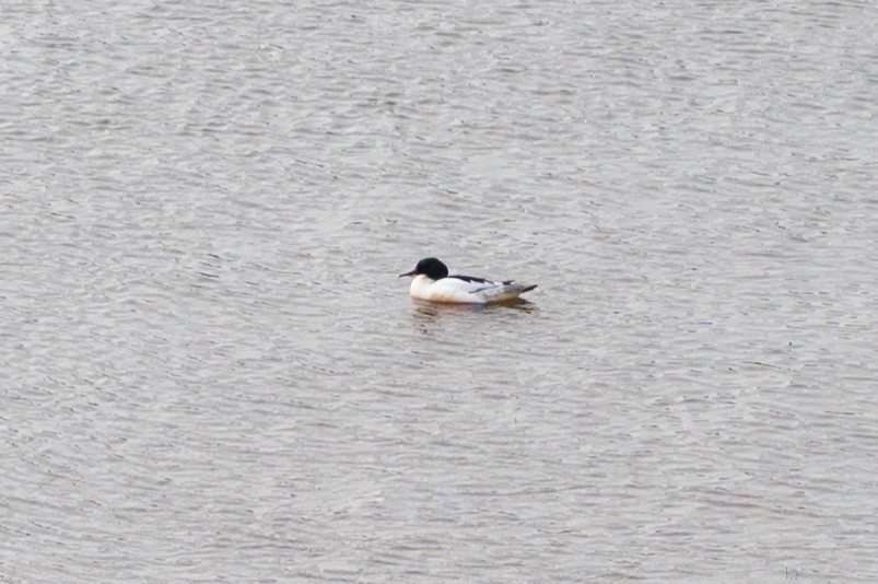 Common Merganser - ML563461291