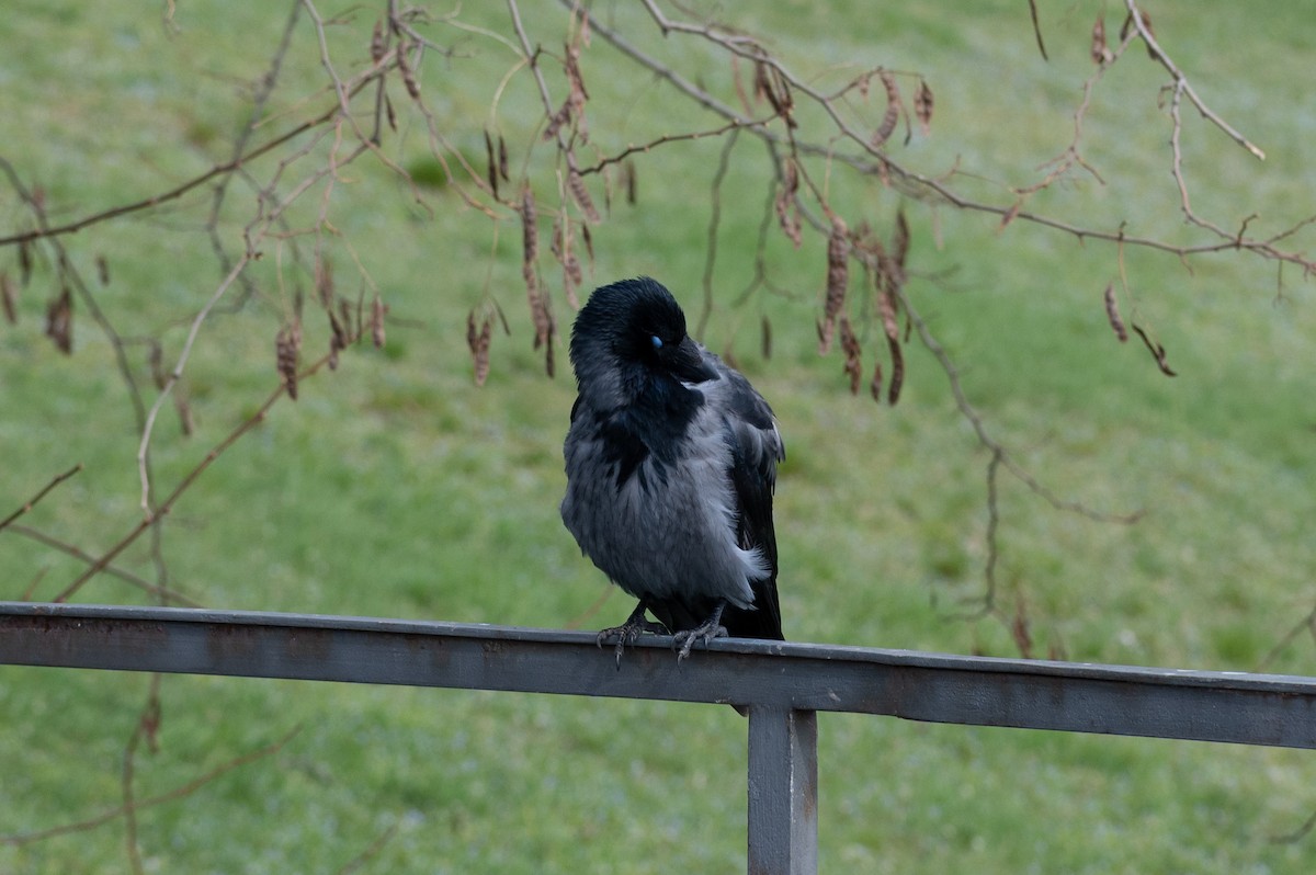Carrion x Hooded Crow (hybrid) - ML563461391