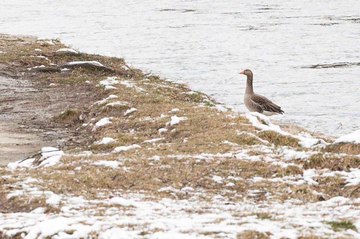 Graylag Goose (Domestic type) - ML563461491