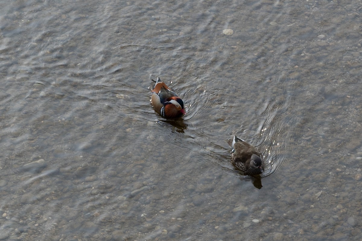 Mandarin Duck - ML563461511