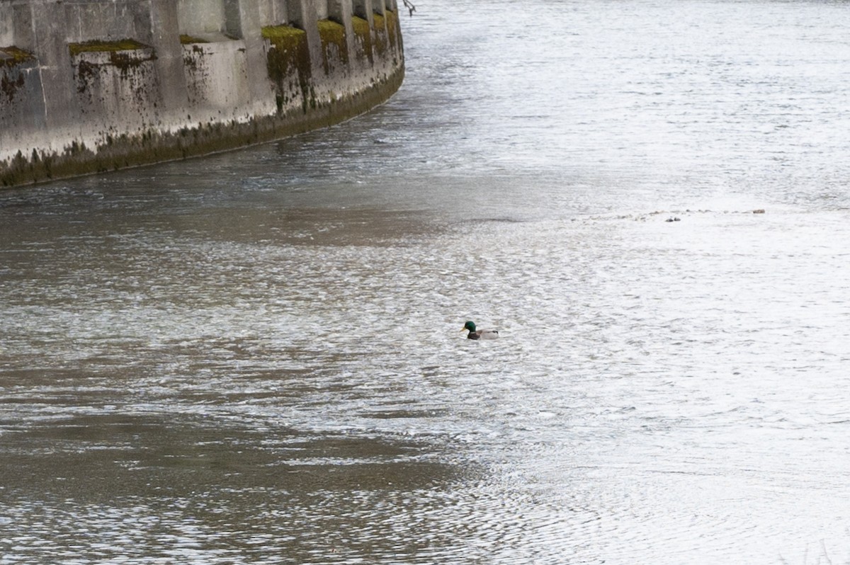 kachna divoká - ML563461531