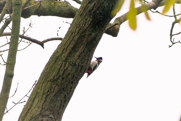 Great Spotted Woodpecker - ML563461621