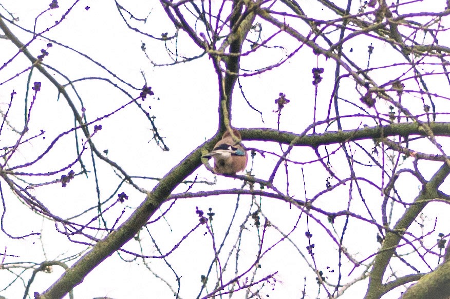 Eurasian Jay - ML563461631