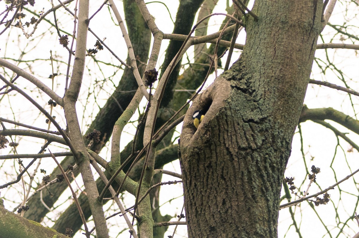 Great Tit - ML563461641