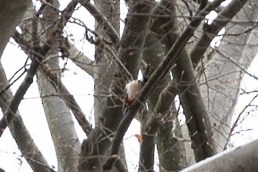Great Spotted Woodpecker - ML563461681