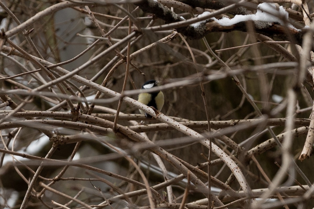 Great Tit - ML563461691
