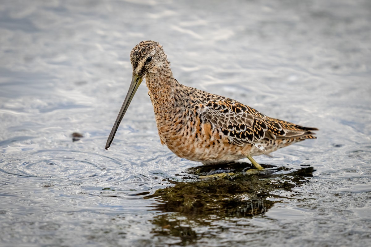 Short-billed Dowitcher - ML563462361