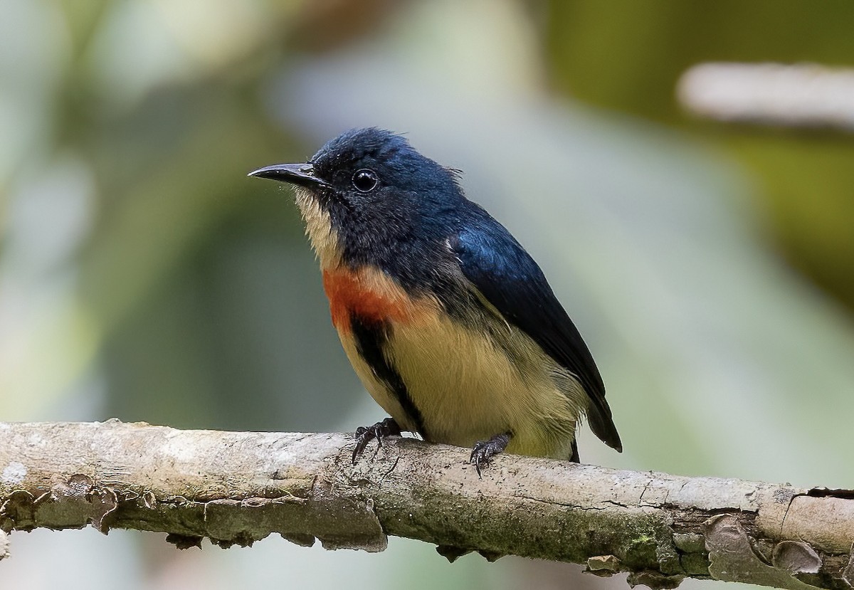 Fire-breasted Flowerpecker - ML563463831