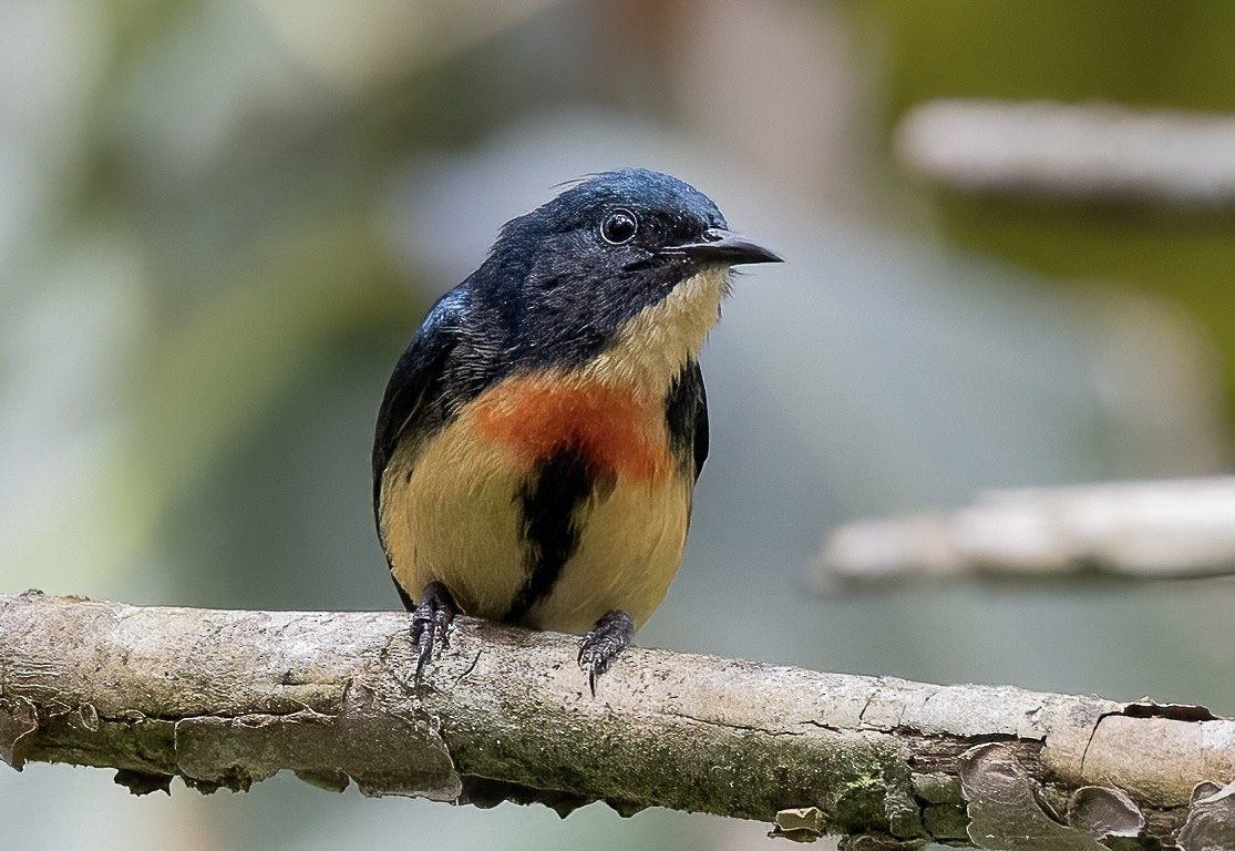 Fire-breasted Flowerpecker - ML563463841