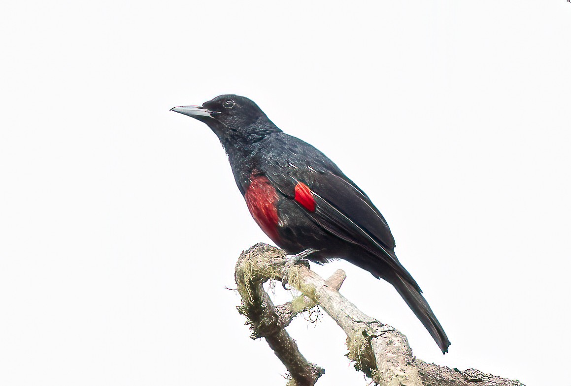 Black-and-crimson Oriole - ML563463861