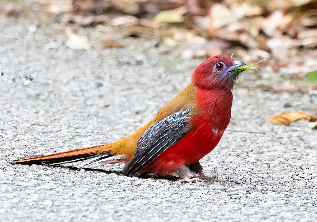 trogon rudohlavý - ML563463931