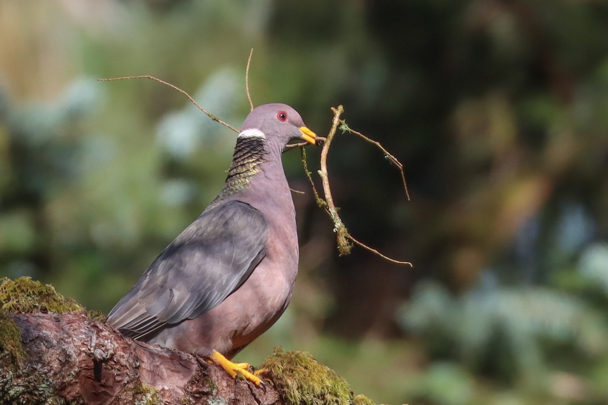 Band-tailed Pigeon - ML563463961