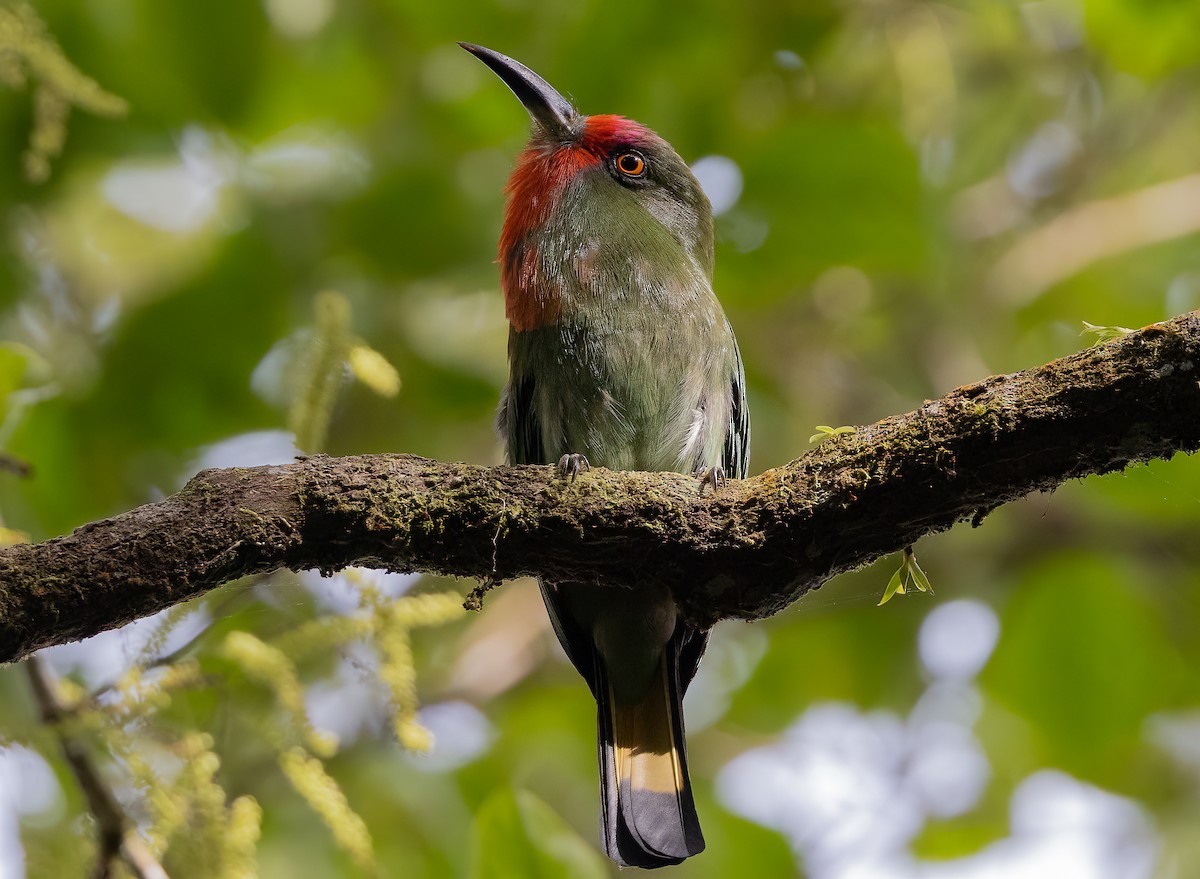 Red-bearded Bee-eater - ML563463981