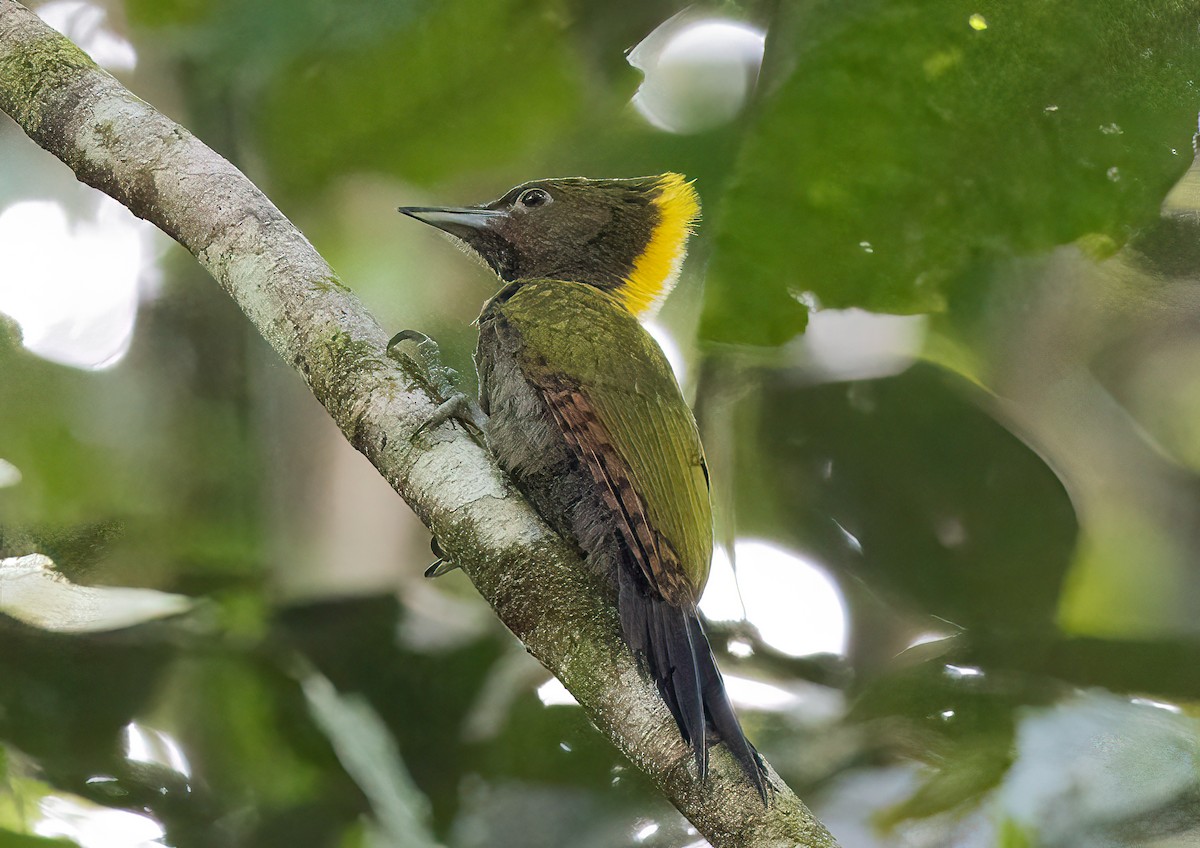 Greater Yellownape - ML563464121