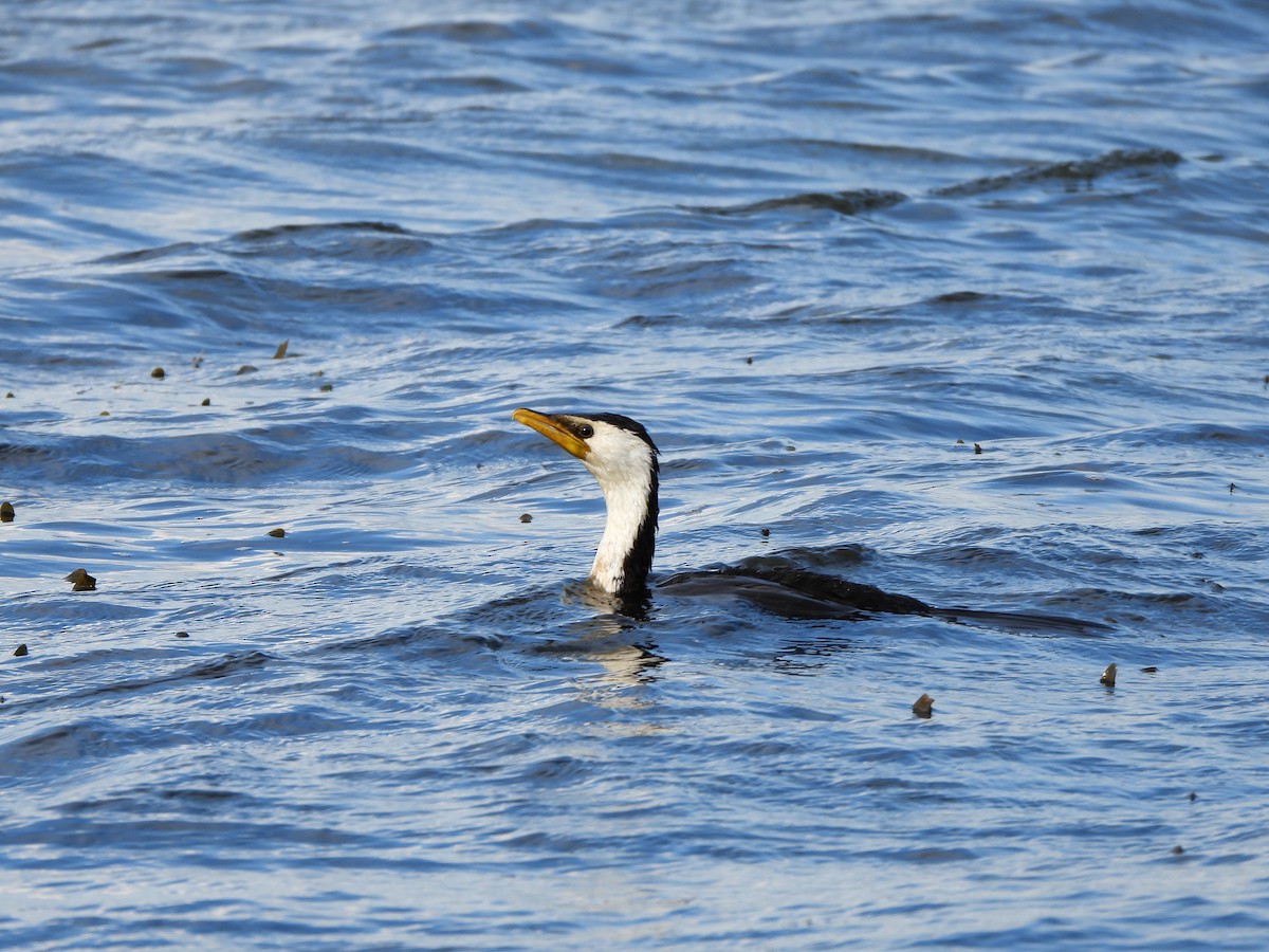 Little Pied Cormorant - ML563464521