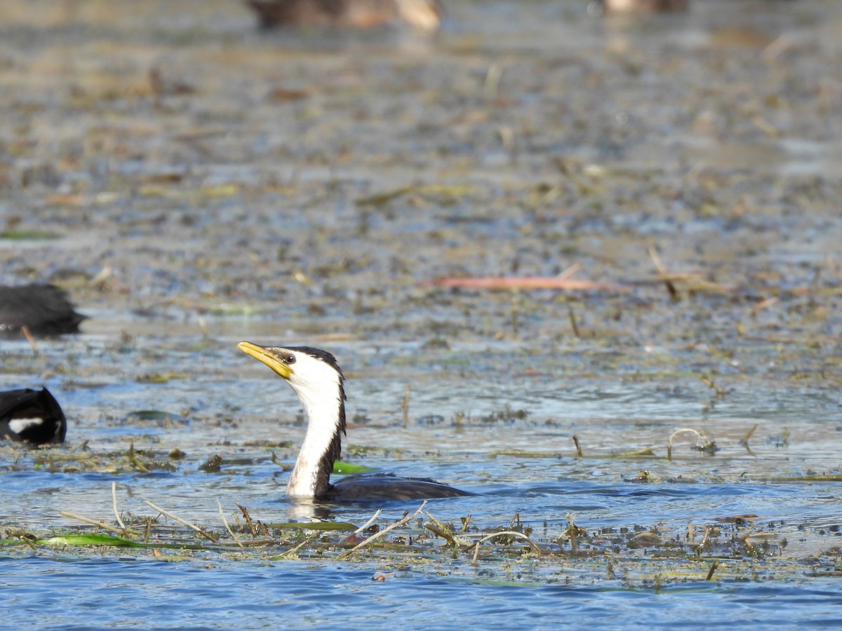 Little Pied Cormorant - ML563464531