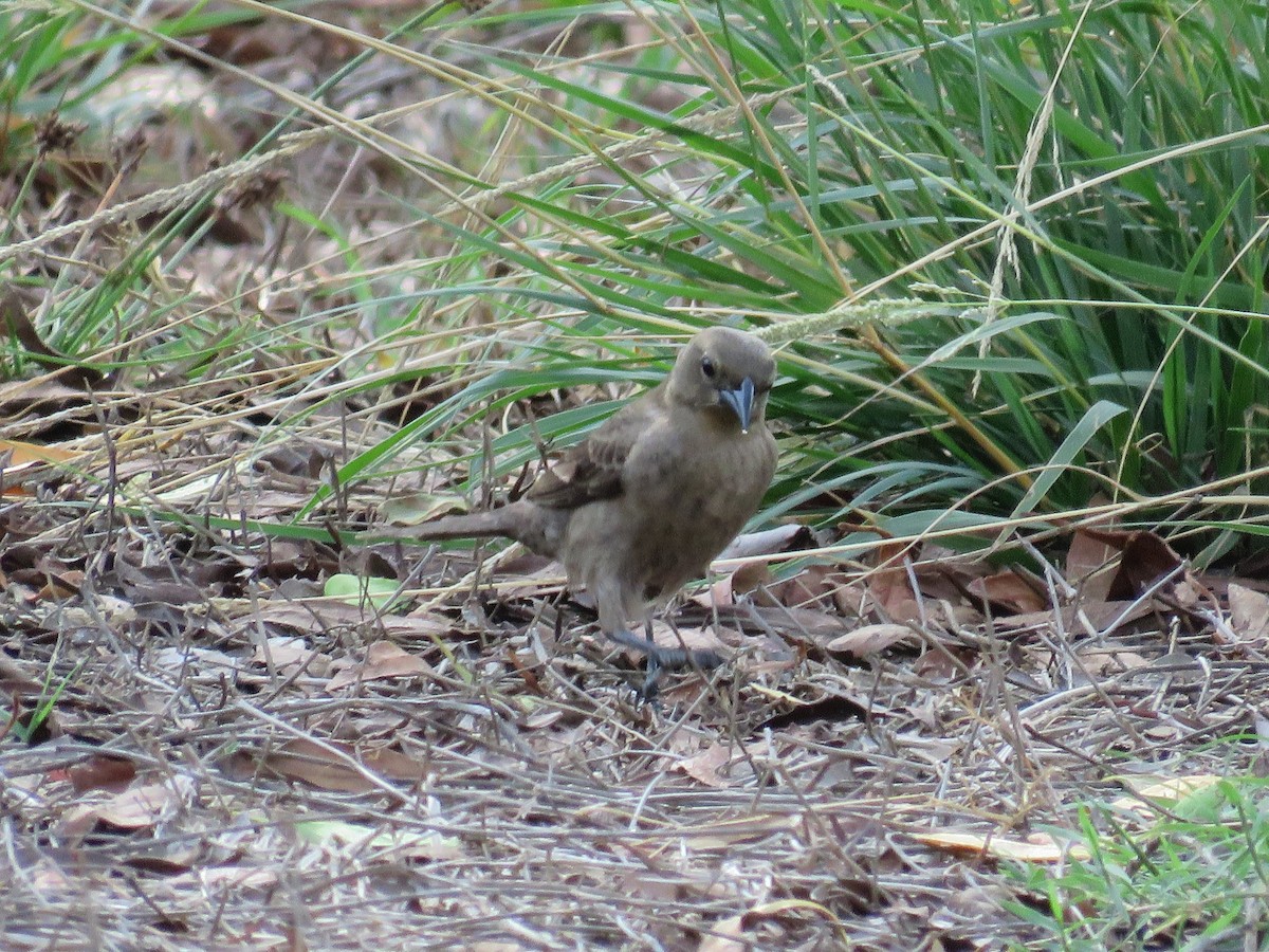 Shiny Cowbird - ML56346541