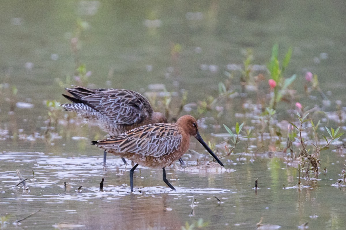 Asian Dowitcher - ML563465571