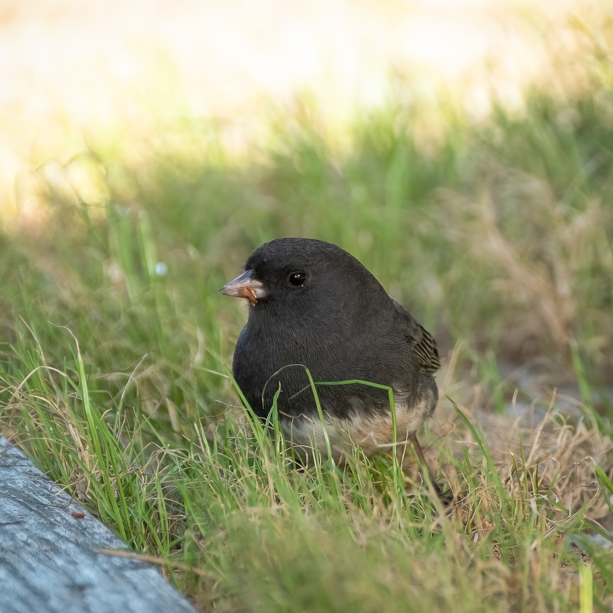 Junco ardoisé - ML563465651