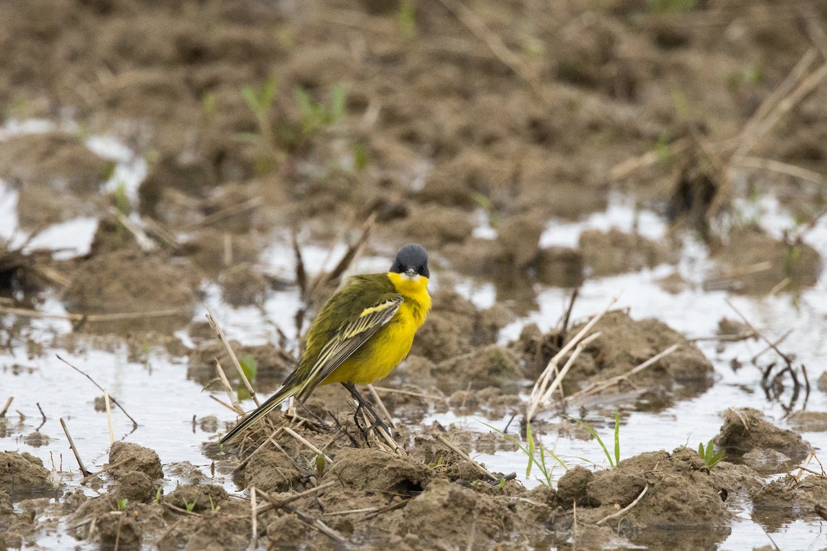 Eastern Yellow Wagtail (Manchurian) - ML563466301