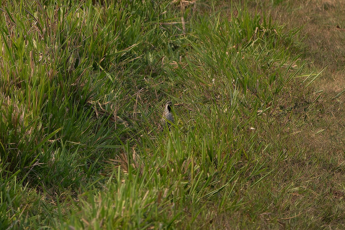 Black-throated Bobwhite - ML563467881