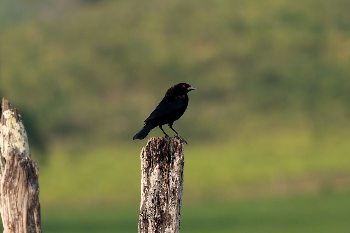 Bronzed Cowbird - ML563467901