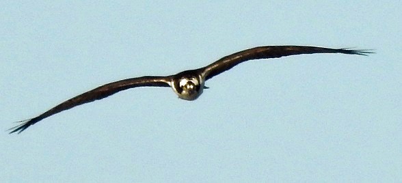 Águila Pescadora - ML563468081