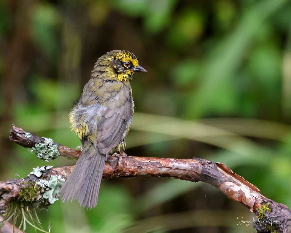 Yellow-striped Brushfinch - ML563468431