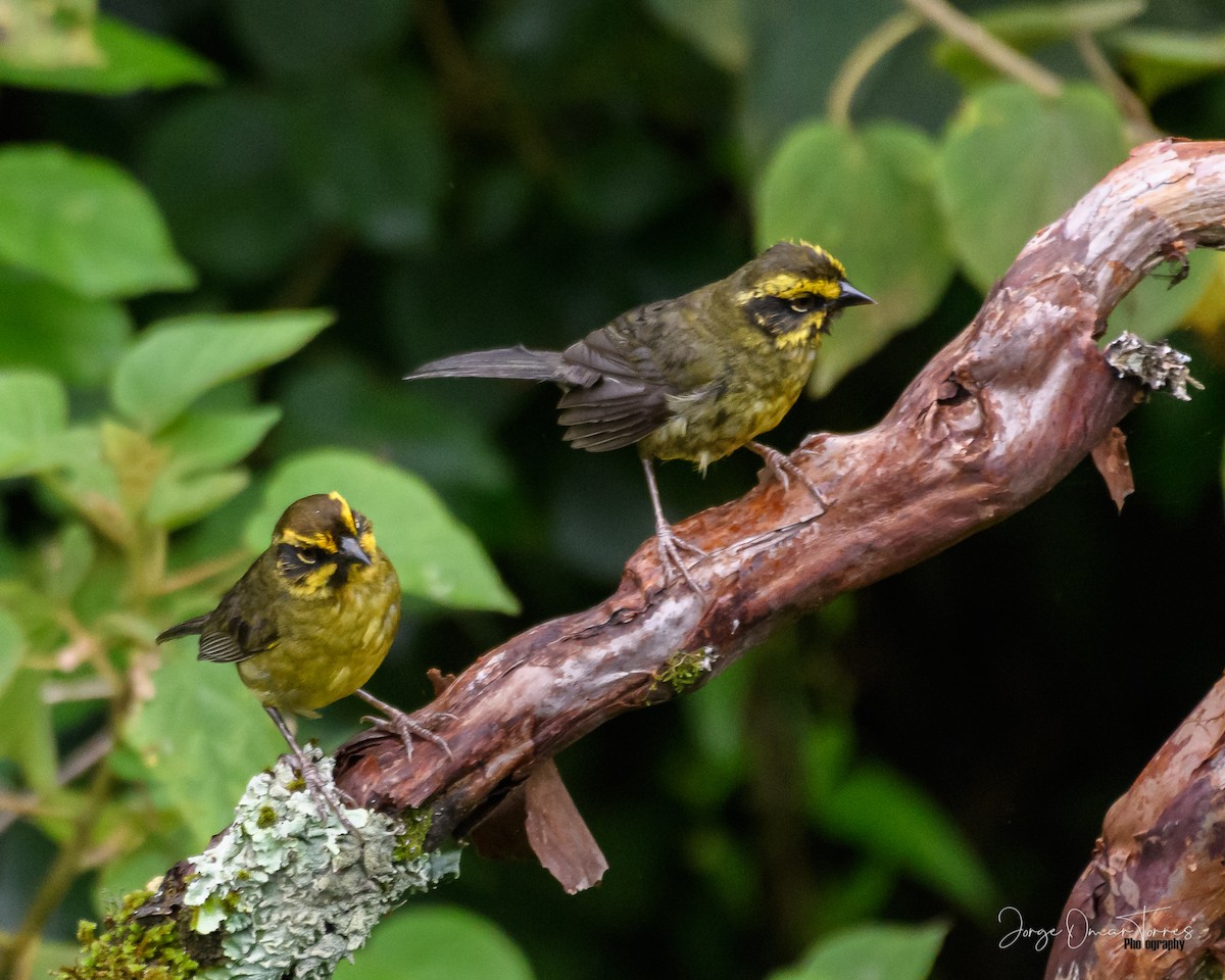 Yellow-striped Brushfinch - ML563468441