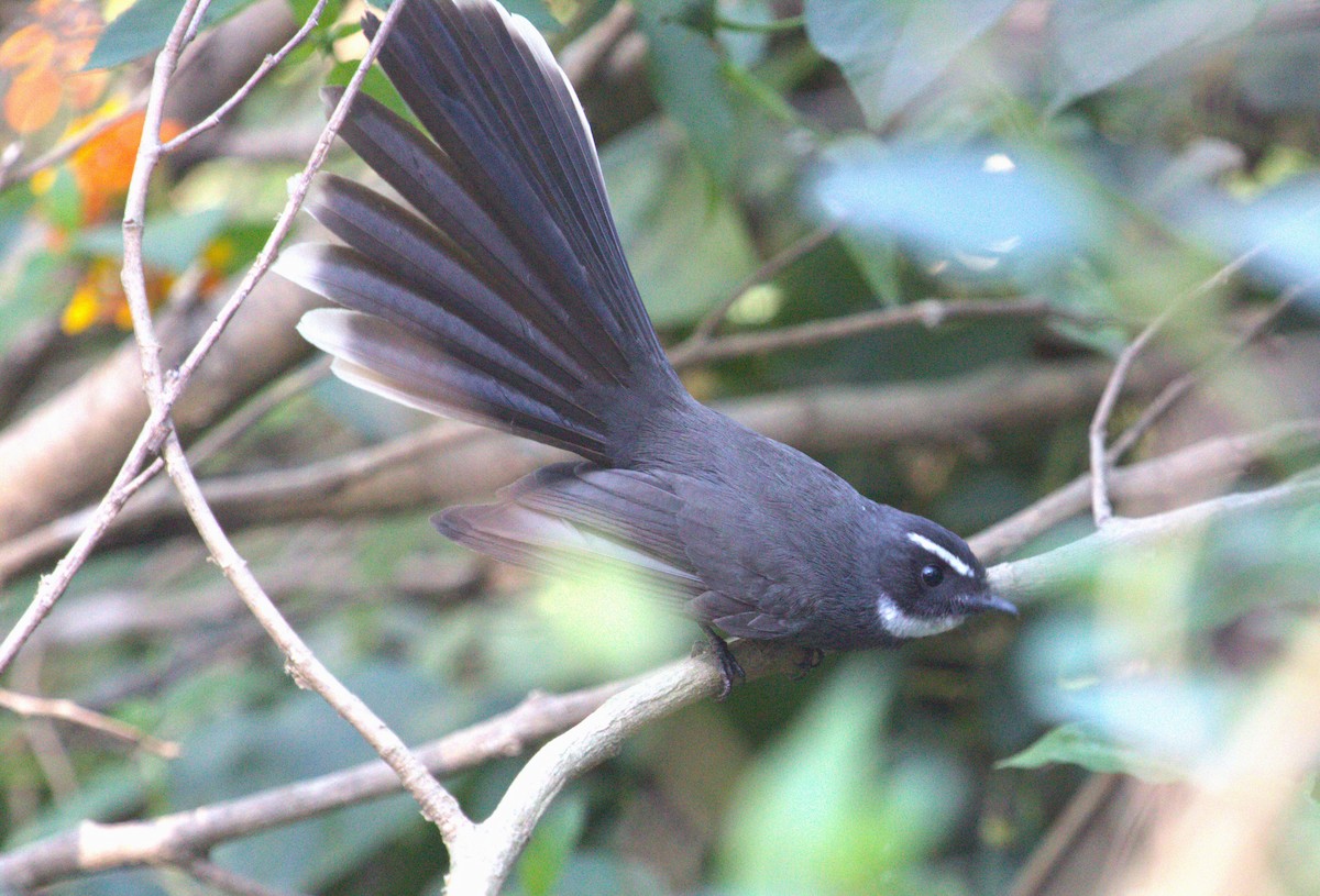 White-throated Fantail - ML563468811