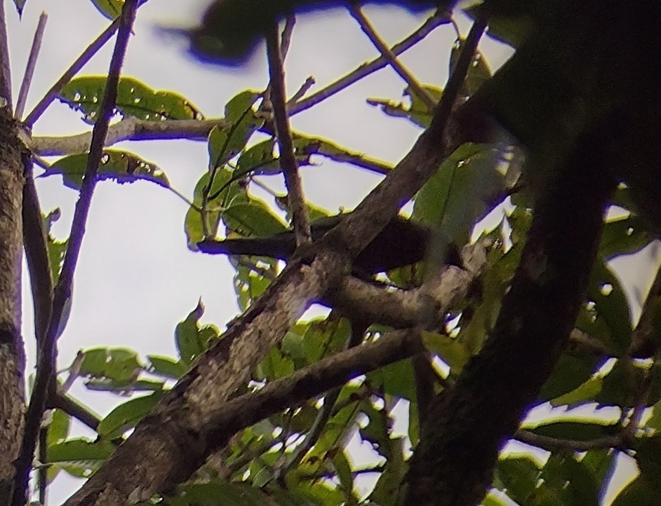 Sulawesi Cicadabird - ML563468951