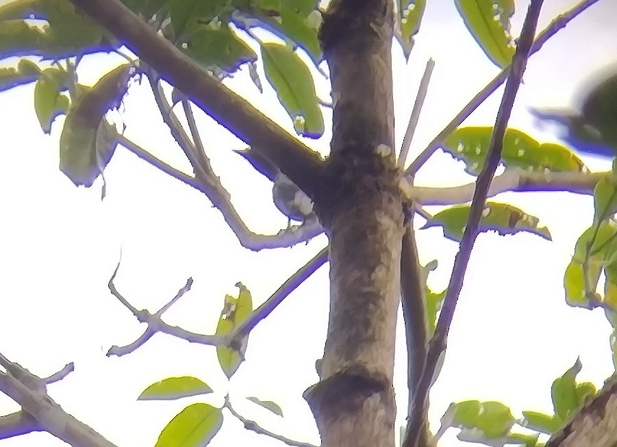 Sulawesi Cicadabird - Lars Mannzen