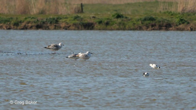 Caspian Gull - ML563470061