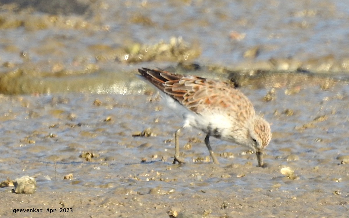 Dunlin - ML563471241