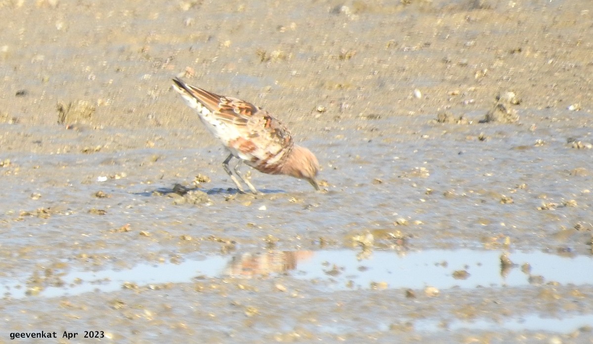 Curlew Sandpiper - ML563471291