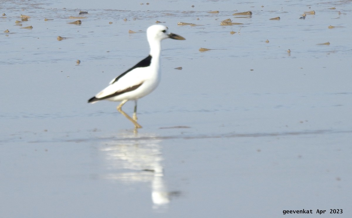 Crab-Plover - ML563471351