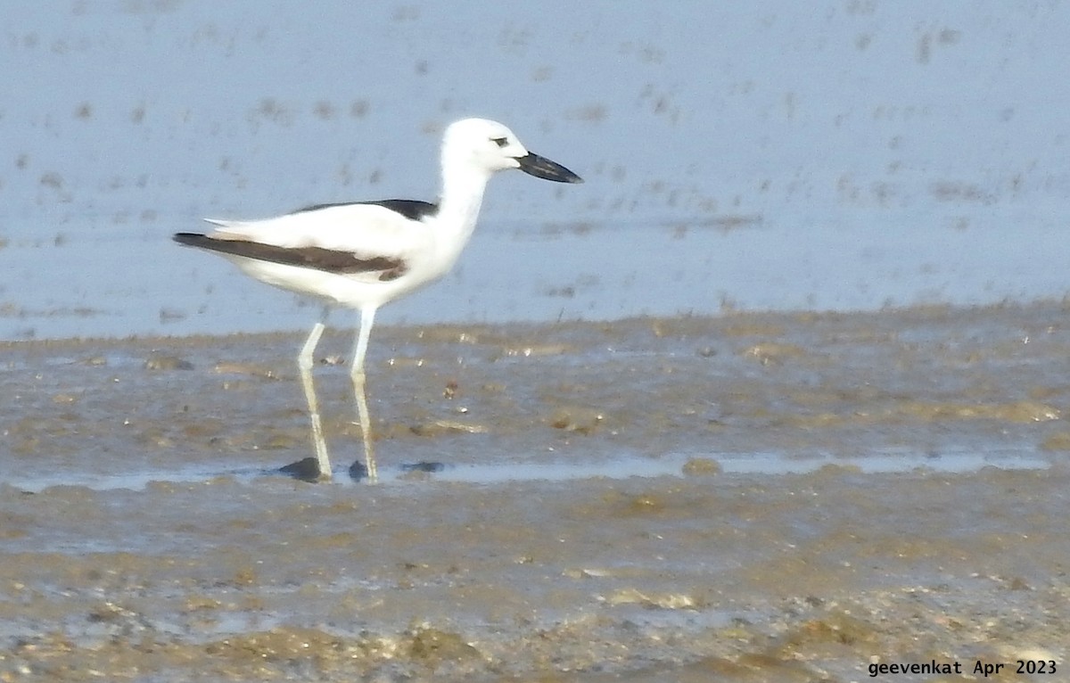 Crab-Plover - ML563471361