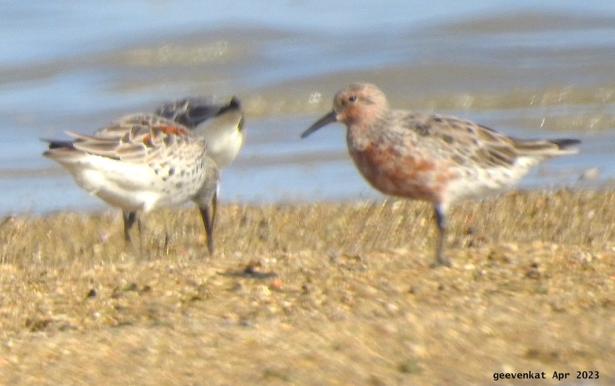Red Knot - ML563471641